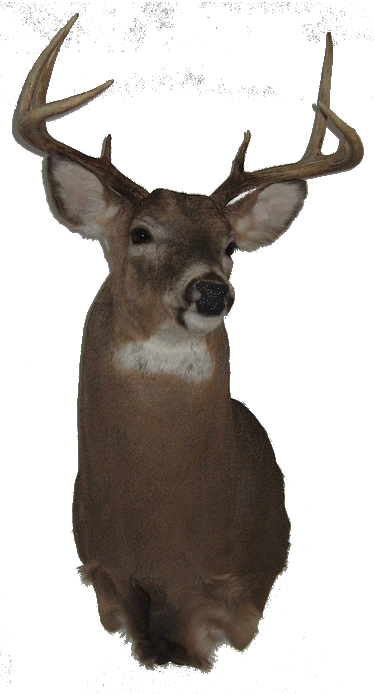 this is a mounted buck on a wood panel background, like a ranch or a lodge with a dungeon